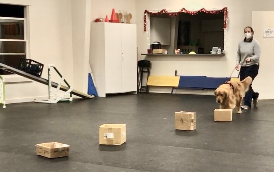 Positively Best Friends! Dog Training & Canine Activity Center